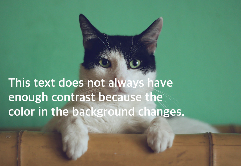 Picture of a cat with the caption: this textdoes not always have enough contrast because the color in the background changes.