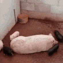 Animated gif of a pig with many piglets running around it
