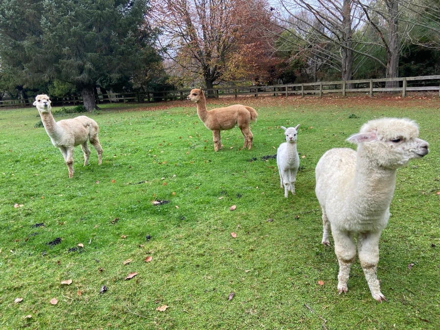 Alpacas