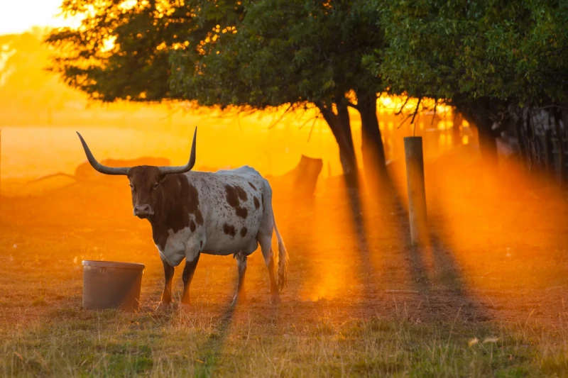 A longhorn in a field during sunrise