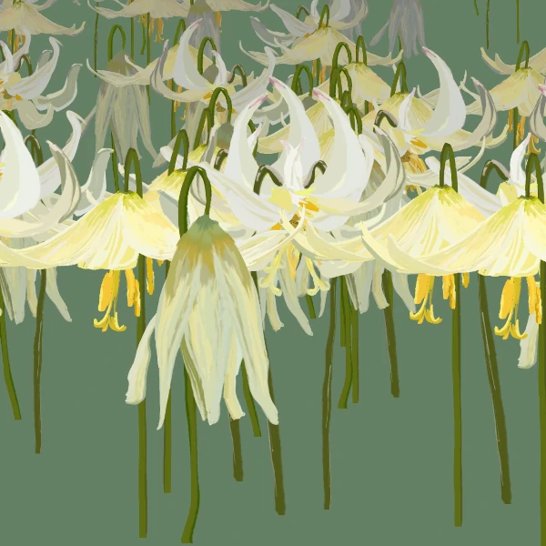 decaying lilies