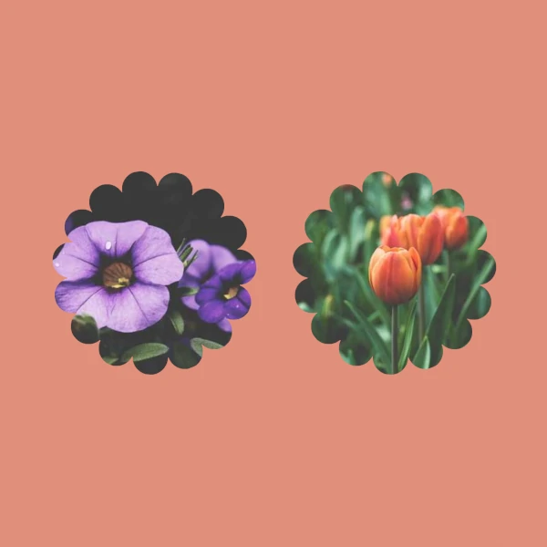 images cropped to look like flower-shaped