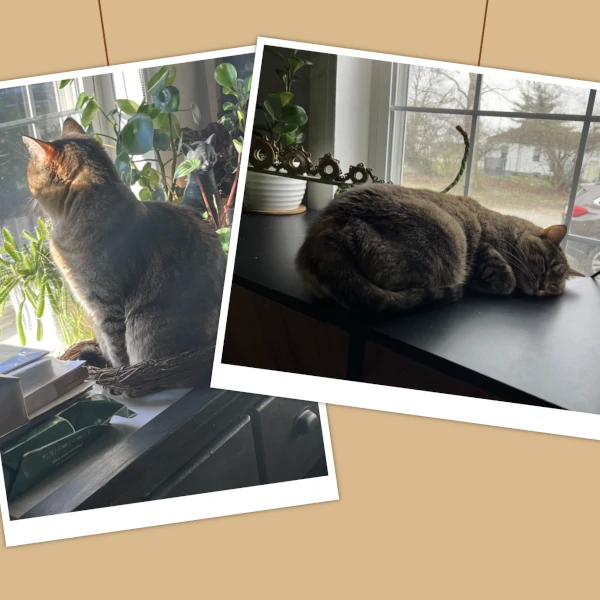 pictures of cats hanging from the top