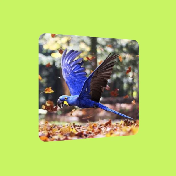 a card with a picture of a parrot flying
