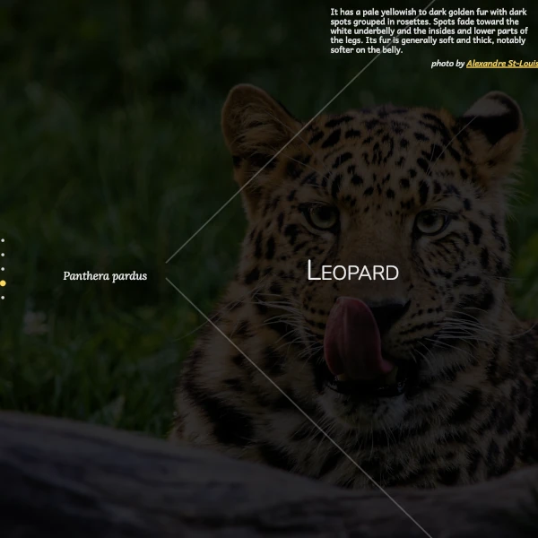 Screenshot of a page with information about big felines
